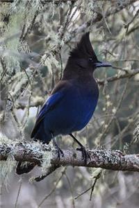 Stunning Stellars Jay in a Lichen Covered Tree Journal