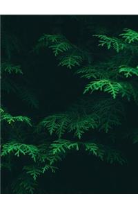 Conifer Sketchbook