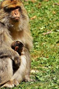 Barbary Macaque and Baby Journal