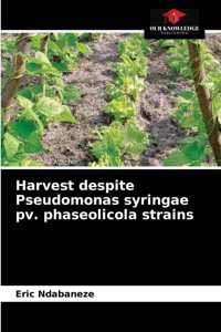 Harvest despite Pseudomonas syringae pv. phaseolicola strains