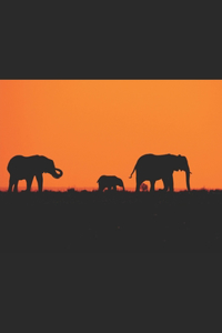 Wildlife & Nature Travel