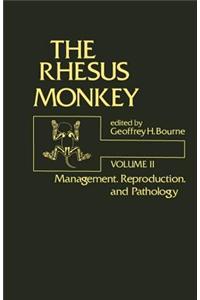Rhesus Monkey