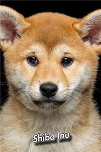 Shiba Inu
