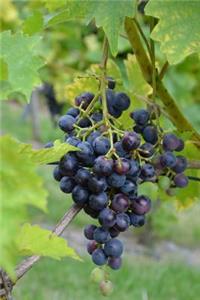 A Cluster of Purple Grapes on a Grapevine Journal