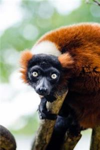 Red Ruffed Lemur Animal Journal