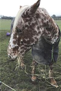 Say Hello to the Appaloosa Horse Journal: 150 Page Lined Notebook/Diary
