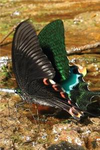 Eastern Black Butterfly Grid Notebook