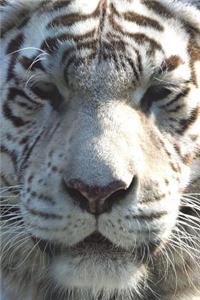 White Tiger Face Journal