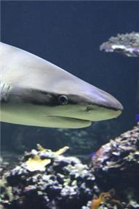 Blacktip Reef Shark (Archarhinus Melanopterus) Journal