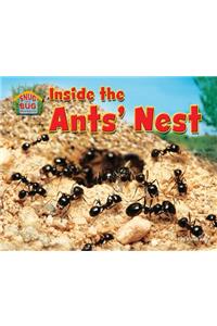 Inside the Ants' Nest