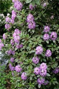 2019 Weekly Planner Flowers Pretty Purple Rhododendron 134 Pages