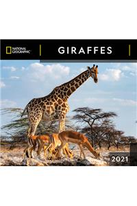 Cal 2021- National Geographic Giraffes Wall