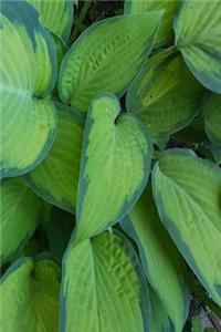 Pretty Hosta Leaves Journal