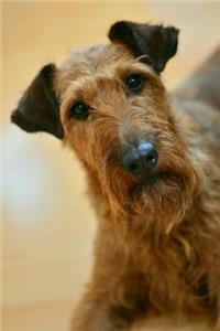 Irish Terrier Dog with a Curious Look Journal