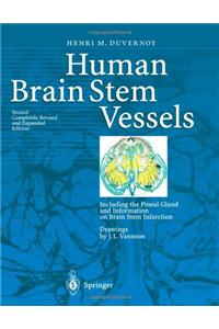 Human Brain Stem Vessels
