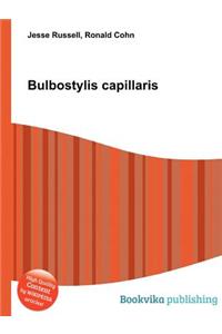 Bulbostylis Capillaris