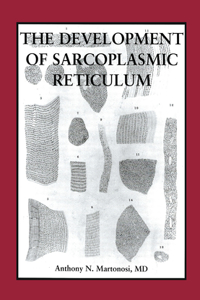 The Development of the Sarcoplasmic Reticulum