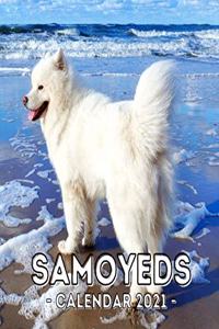 Samoyeds