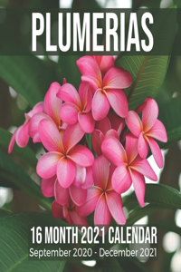 Plumerias