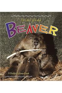 The Life Cycle of the Beaver