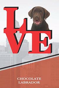 Chocolate Lab