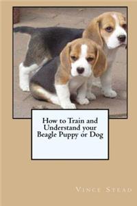 How to Train and Understand your Beagle Puppy or Dog
