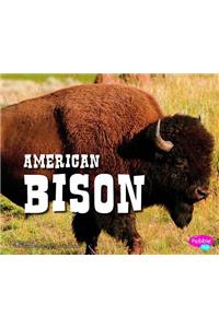 American Bison