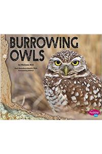 Burrowing Owls