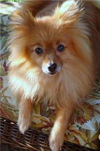 The Pomeranian Dog Journal