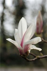 Tulip Magnolia Blossom Flower Journal