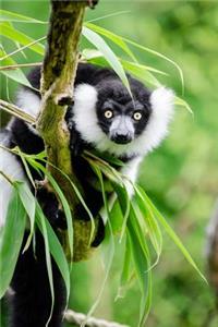 Cute Black and White Ruffed Lemur Animal Journal