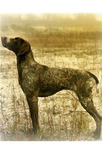 German Shorthaired Pointer