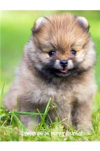 Pomeranian Puppy Journal