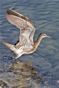 Long-Billed Curlew Bird Journal (Numenius Americanus)