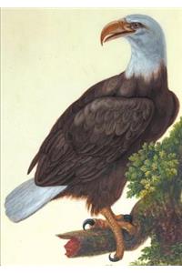 Carnet Ligné, Vautour