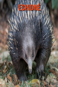Echidné