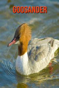 Goosander