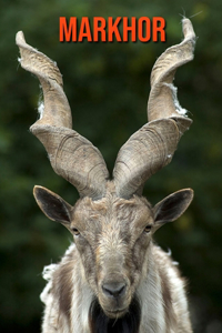 Markhor