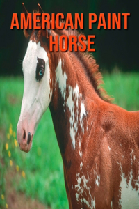 American Paint Horse