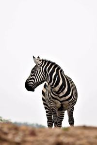 The Shy Zebra Journal