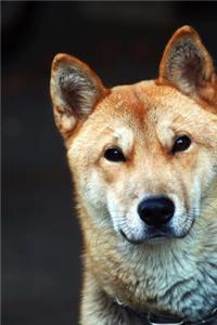 The Jindo Dog Journal