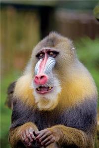 Mandrill Journal