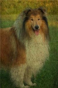 Collie