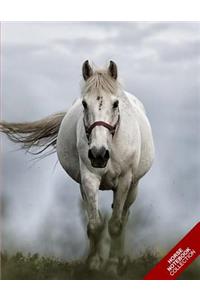 Horse Notebook Collection: (Horse Notebook, Journal, Diary) (Notebook Gifts) Collect Them All