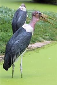 Marabu Stork Bird Journal