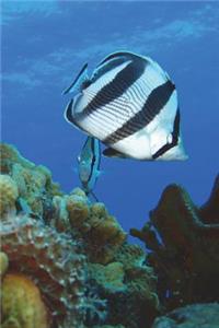 Calm Under the Sea Journal