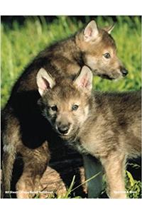Wolves of Wolf Park Sparrow & Máni Notebook