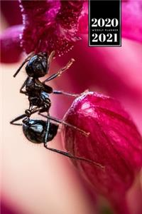 Ant Insect Myrmecology Week Planner Weekly Organizer Calendar 2020 / 2021 - Red Flower