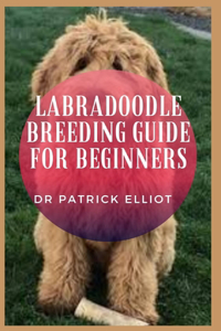 Labradoodle Breeding Guide For Beginners