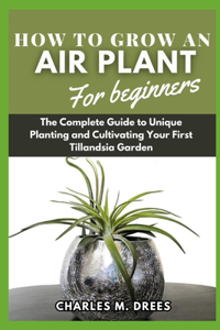 How to Grow an Air Plant for Beginners